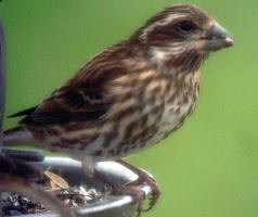 Purple Finches