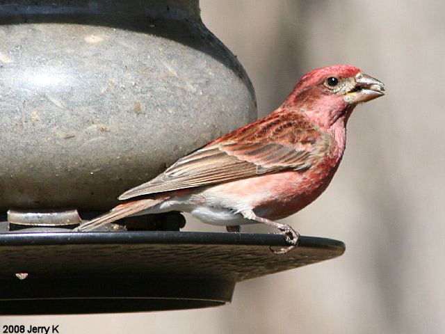 Purple Finch