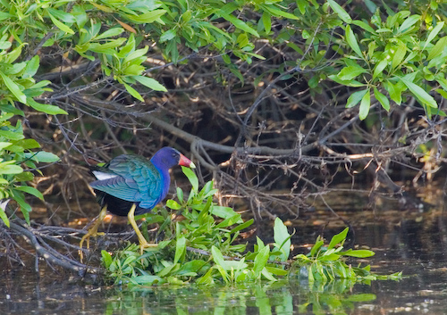 Purple Gallinule