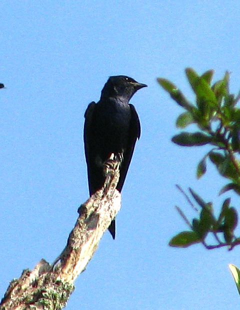 Purple Martins