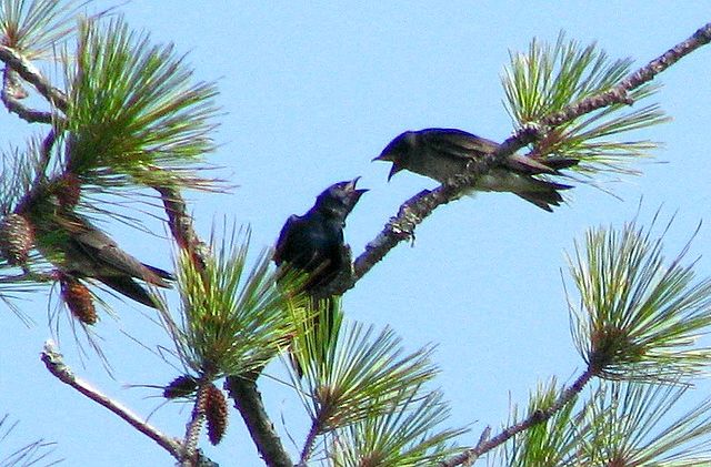 Purple Martins