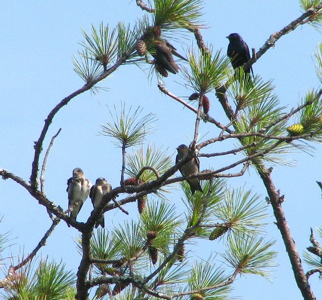 Purple Martins