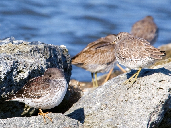 Purple Sandpipers (with Short-billed Dowitchers)