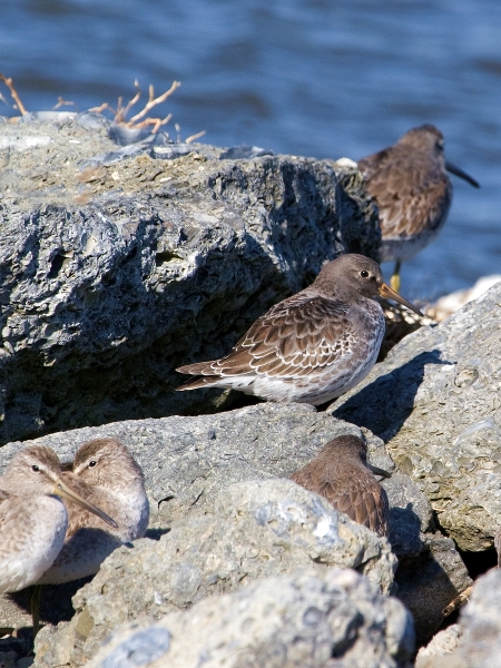 Purple Sandpipers (with Short-billed Dowitchers)
