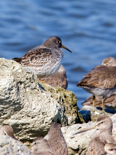 Purple Sandpipers (with Short-billed Dowitchers)