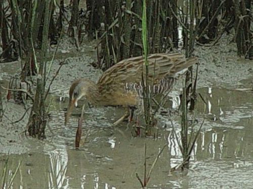 Green Heron and Clapper Rail