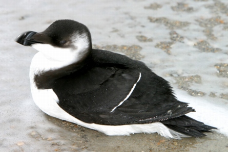 Razorbill