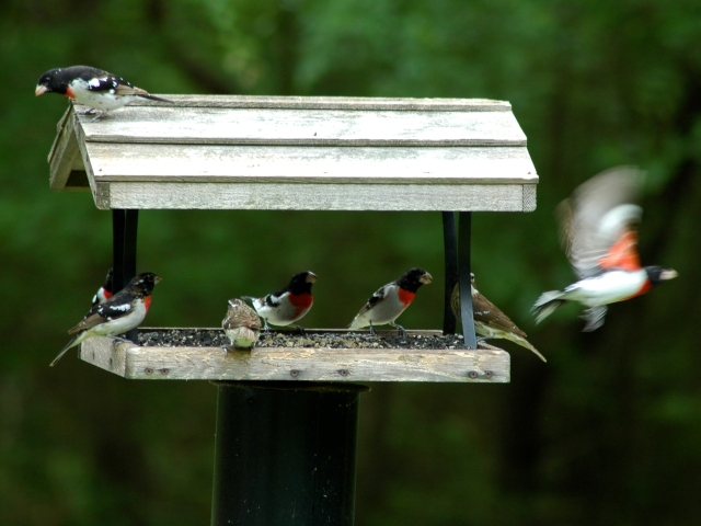 Rose-breasted Grosbeaks