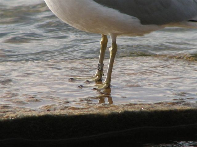 Ring-billed Gull