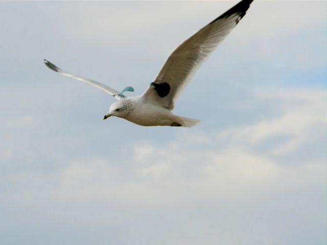 Ring-billed Gull