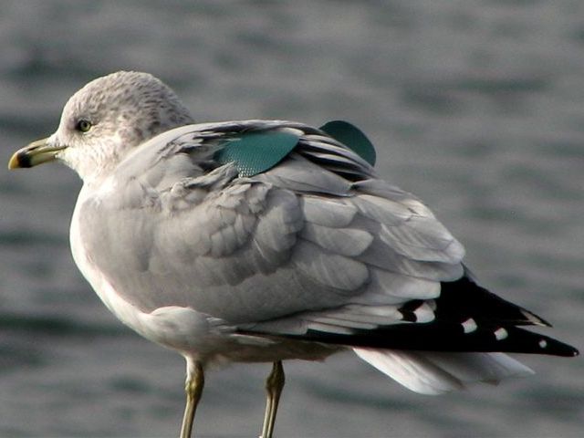Ring-billed Gull