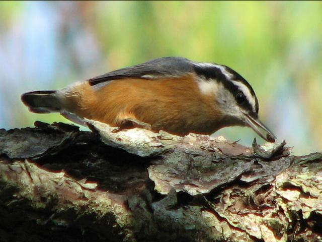 Red-breasted Nuthatches