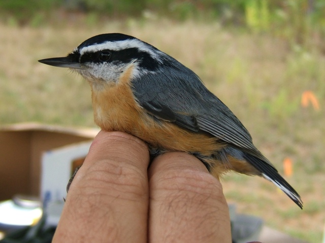 Red-breasted Nuthatches