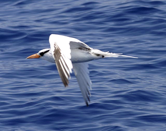 Red-billed Tropicbirds