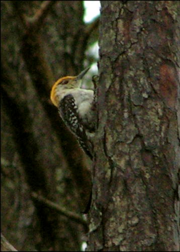 Red-bellied Woodpecker