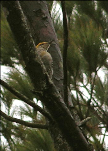 Red-bellied Woodpecker