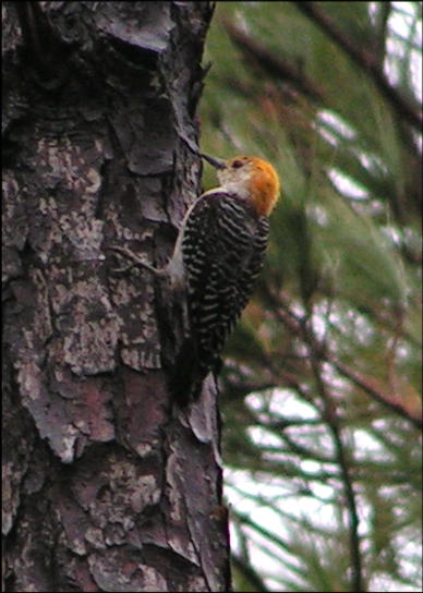 Red-bellied Woodpecker