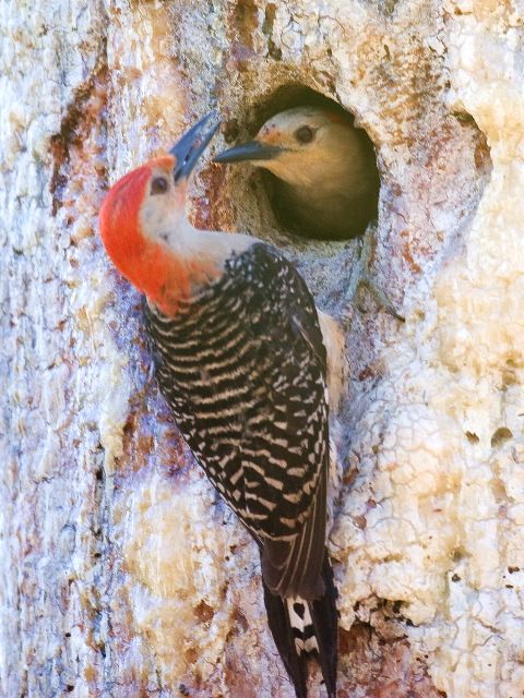 Red-bellied Woodpeckers