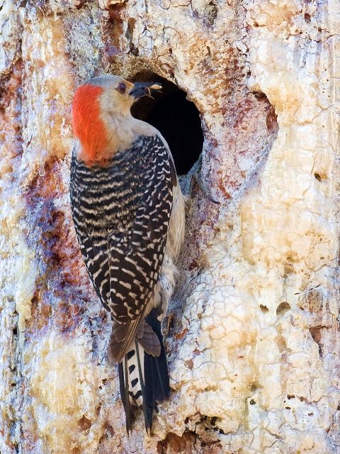 Red-bellied Woodpeckers