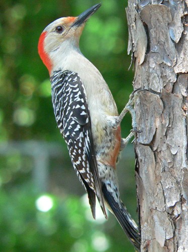 Eastern Towhee, Eastern Bluebird, and Red-bellied Woodpecker