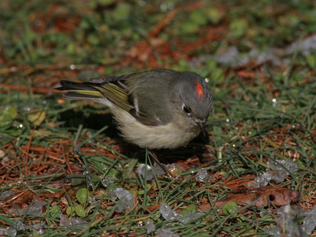 Ruby-crowned Kinglet and Golden-crowned Kinglet