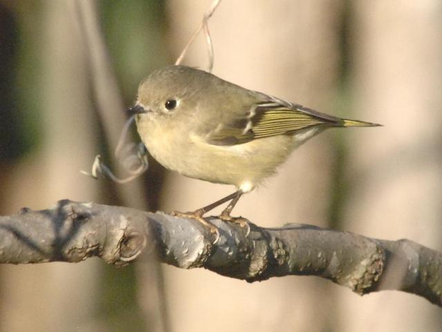 Ruby-crowned Kinglets