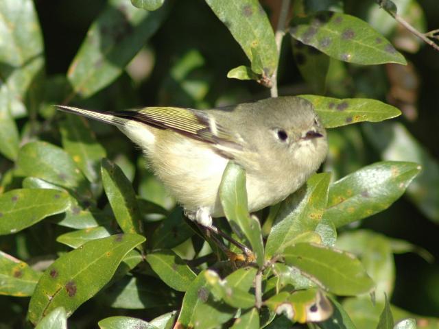 Ruby-crowned Kinglets