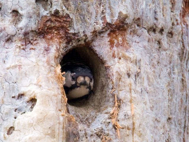 Red-cockaded Woodpecker