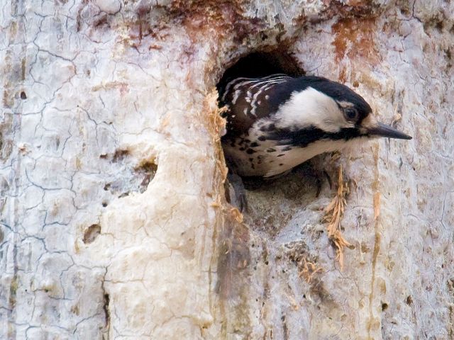 Red-cockaded Woodpecker