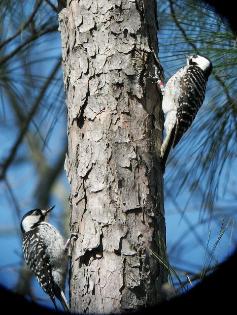 Red-cockaded Woodpeckers