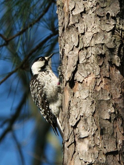 Red-cockaded Woodpeckers