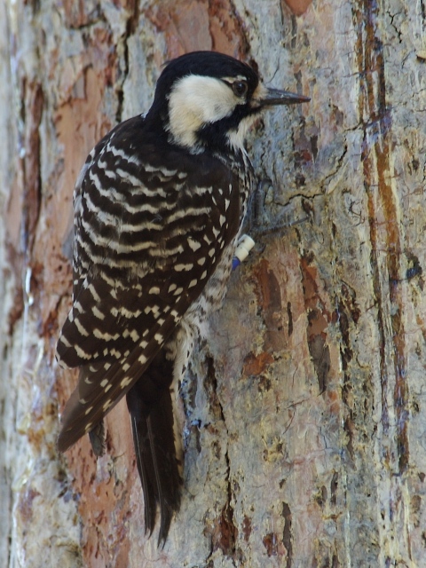 Red-cockaded Woodpecker