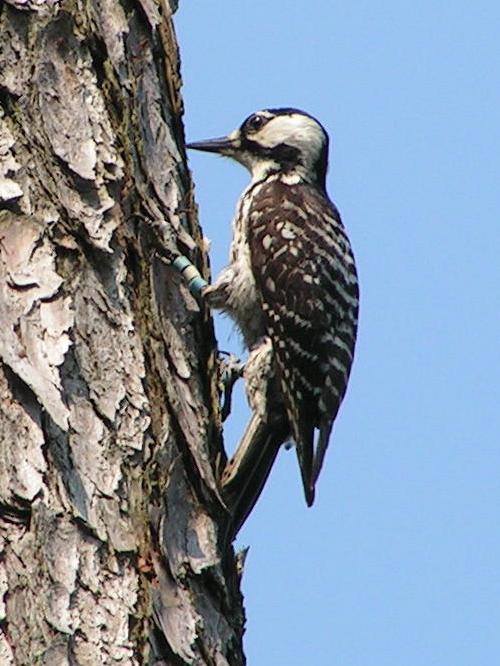 Red-cockaded Woodpeckers