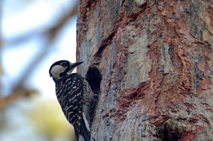 Red-cockaded Woodpecker