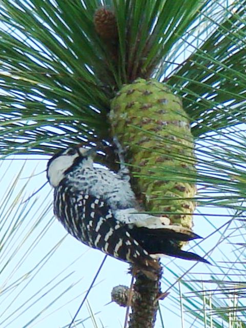 Red-cockaded Woodpecker