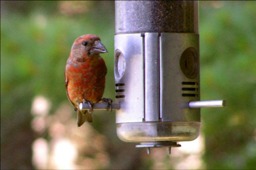 Red Crossbills