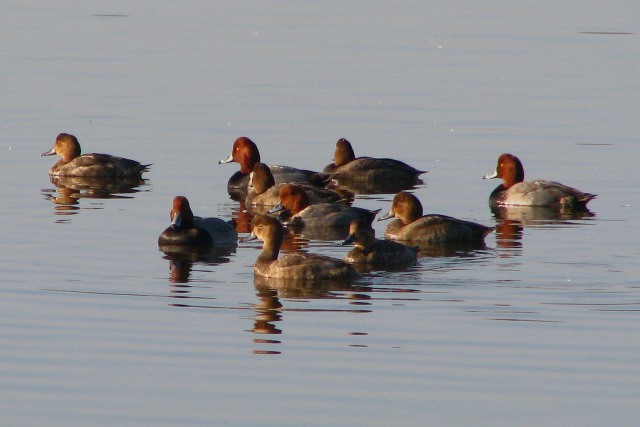 Redheads