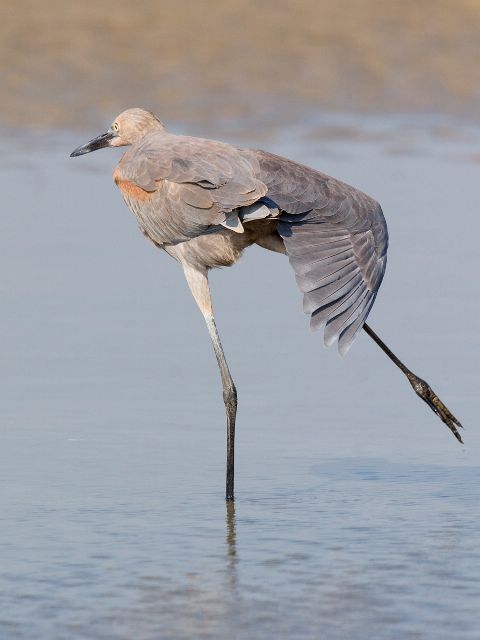 Reddish Egret