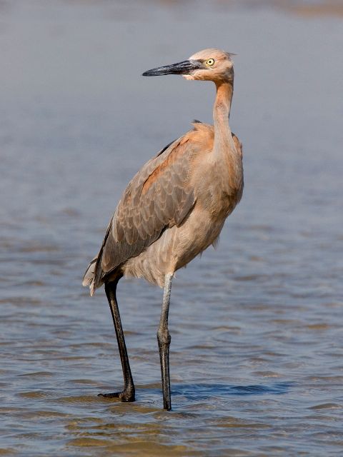 Reddish Egret