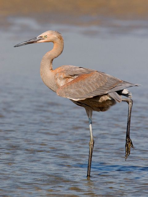 Reddish Egret