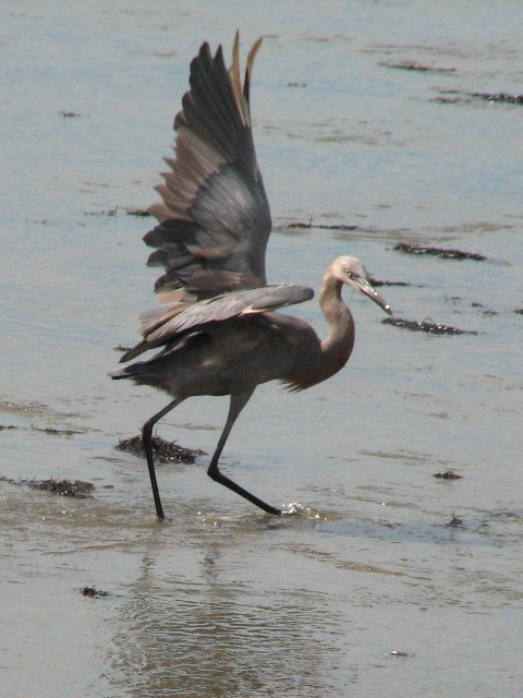 Reddish Egret