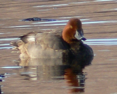 Redhead