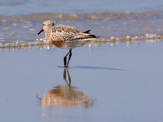 Red Knots