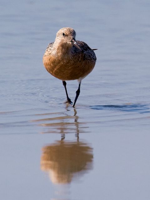 Red Knots