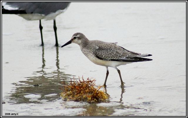 Red Knots