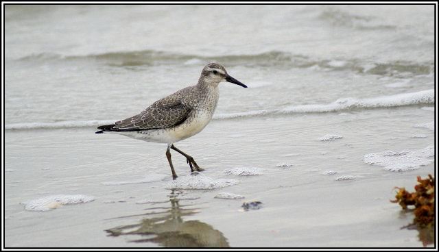 Red Knots