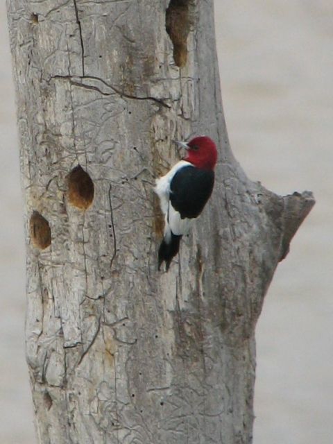 Red-headed Woodpecker