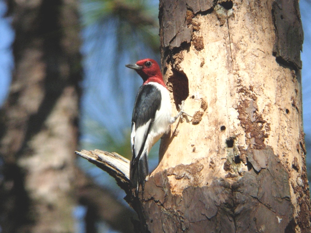 Red-headed Woodpecker