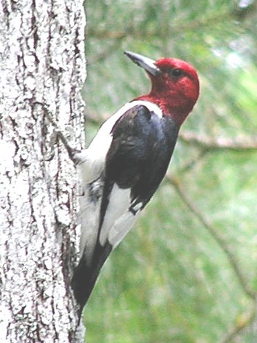 Red-headed Woodpecker, Northern Flicker, Indigo Bunting