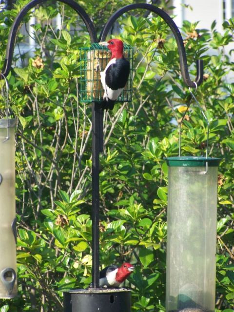 Red-headed Woodpeckers